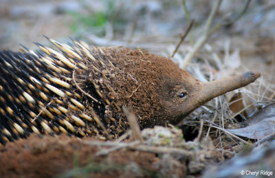 9050b-echidna.jpg