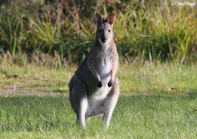 5586-swamp-wallaby.jpg