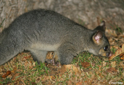 4169-common-brushtail-possum.jpg