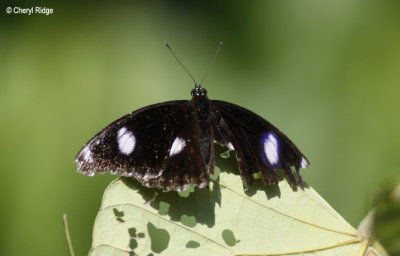 9291-cattana.jpg