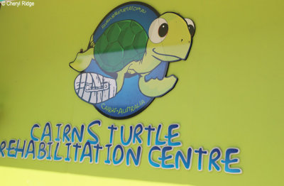 1423-turtle-rehab.jpg