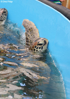 1427-turtle-rehab.jpg