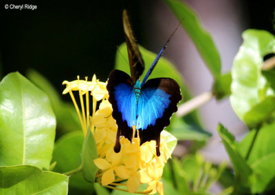 1637b-ulysses-daintree.jpg