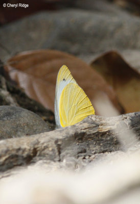 9658- Yellow Albatross Butterfly