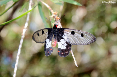 Clearwing Swallowtail Butterfly