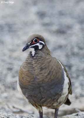 Squatter Pigeon