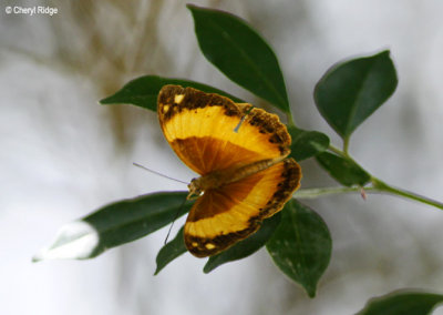 Australian Rustic Butterfly