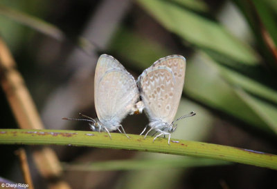 Common Grass Blue butterfly