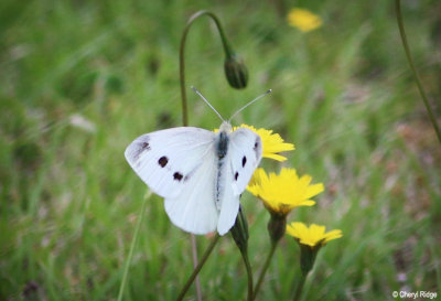 3800- Cabbage White Butterfly