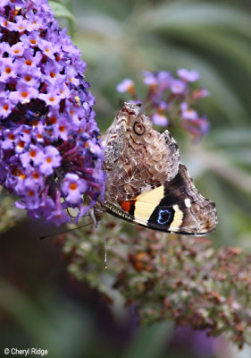 3958-yellow-admiral.jpg