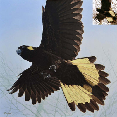 Yellow-tailed Black-Cockatoo painting by Phillip Layzell