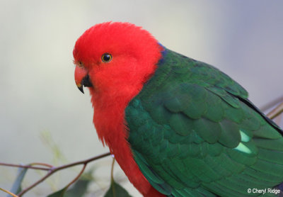 Australian King Parrots
