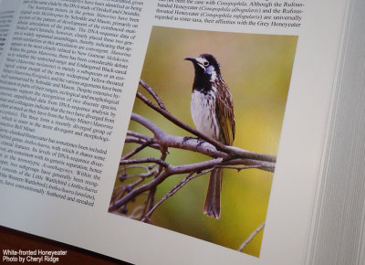 Handbook of the Birds of the World - Volume 13