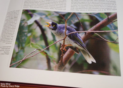 Handbook of the Birds of the World - Volume 13