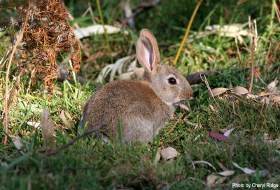 3075b-rabbit.jpg