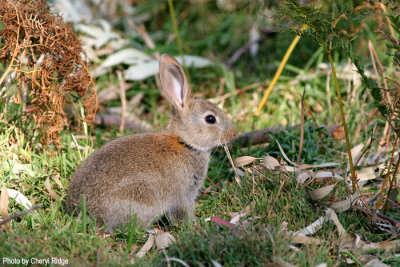 3083b-rabbit.jpg