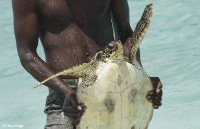 Naiwe Beach and turtles
