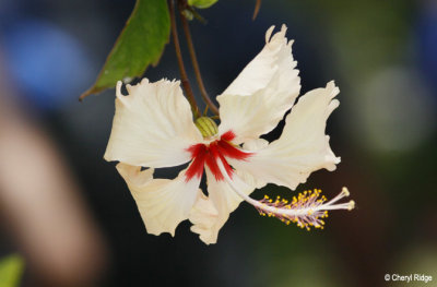 1726-lifou.jpg
