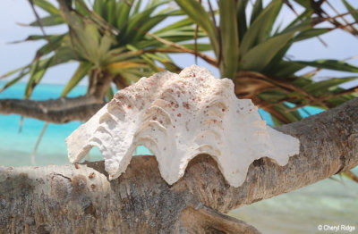 8005-mystery-island.jpg