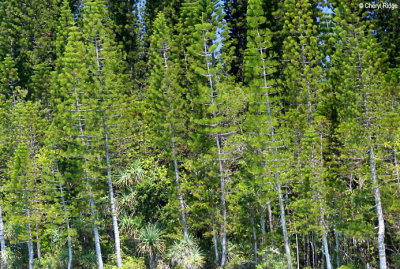 8245b-isle-of-pines.jpg