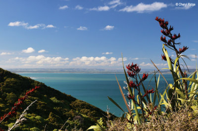 8975-nugget-point.jpg