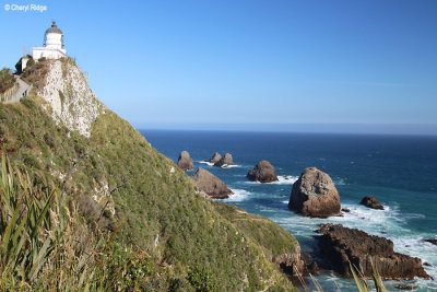 8993-nugget-point.jpg