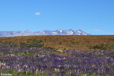 0664-tekapo.jpg