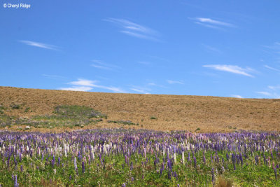 0667-tekapo.jpg