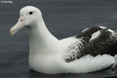 2545-royal-albatross.jpg