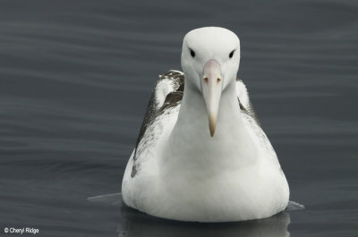 2555-royal-albatross.jpg