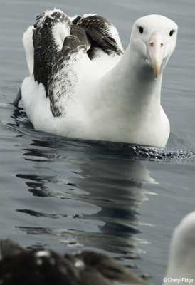 2559-royal-albatross.jpg