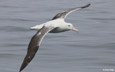 9512-royal-albatross.jpg