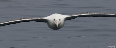 9515b-royal-albatross.jpg