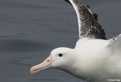 9518-royal-albatross.jpg