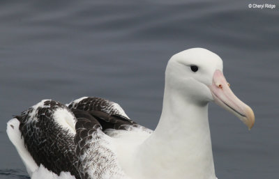 9522-royal-albatross.jpg