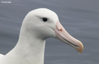 9524-royal-albatross.jpg