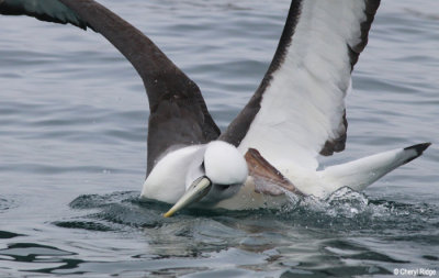9432-albatross.jpg