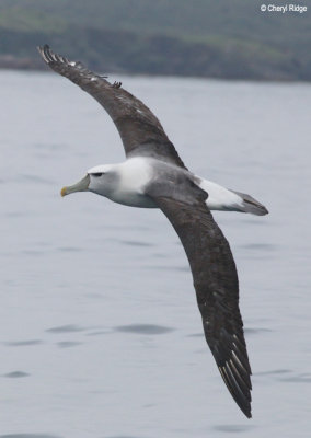 9452-albatross.jpg