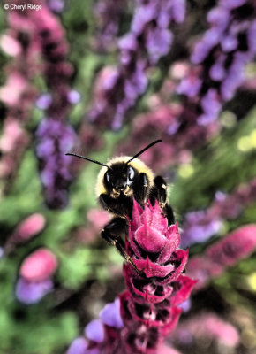 PC290130-bumble-bee.jpg