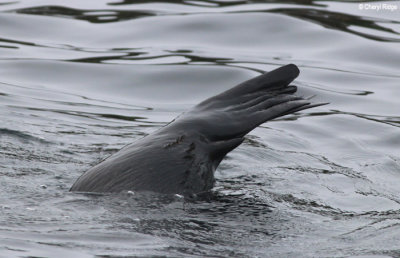 9466-nz-fur-seal.jpg