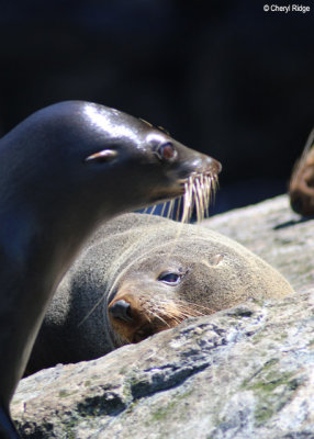 9798-nz-fur-seal.jpg