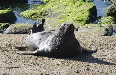 2443-nz-sea-lion.jpg