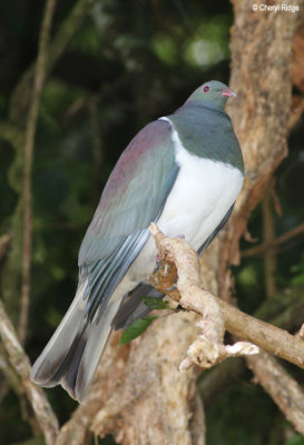 9415-nz-wood-pigeon.jpg