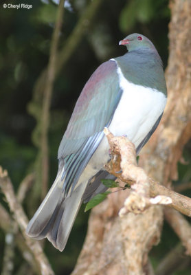 9416-nz-wood-pigeon.jpg