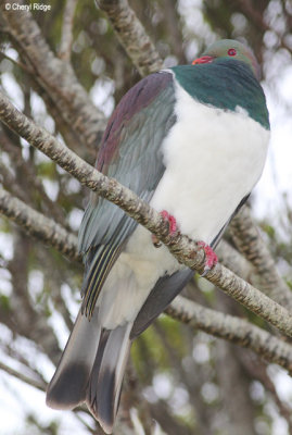 9419-nz-wood-pigeon.jpg