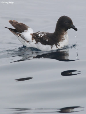 9525-petrel.jpg