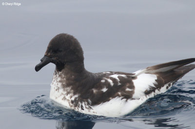 9540-petrel.jpg