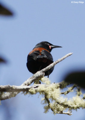 2590-saddleback.jpg