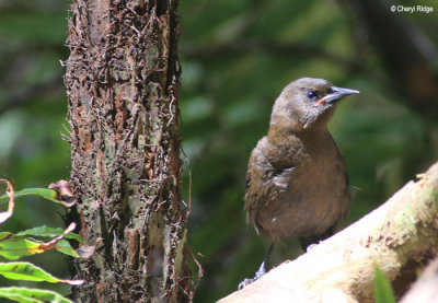 9689-saddleback.jpg