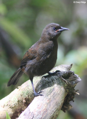 9690-saddleback.jpg